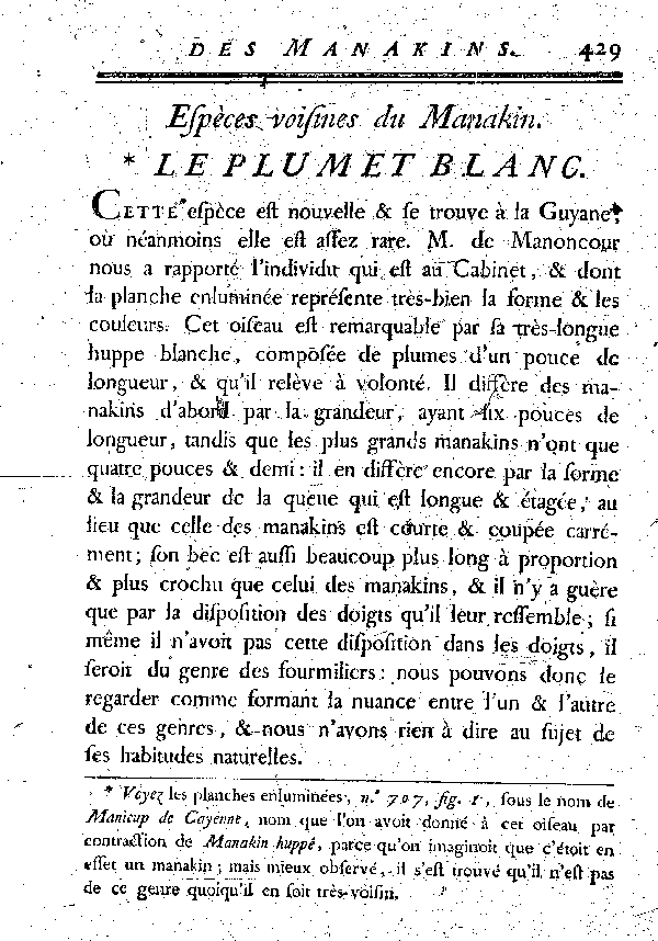 Espèces voisines du Manakin.Le Plumet blanc.