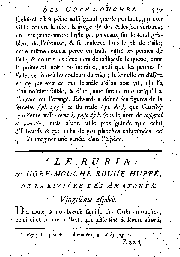 Le Rubin ou Gobe-mouche huppé de la rivière des Amazones.