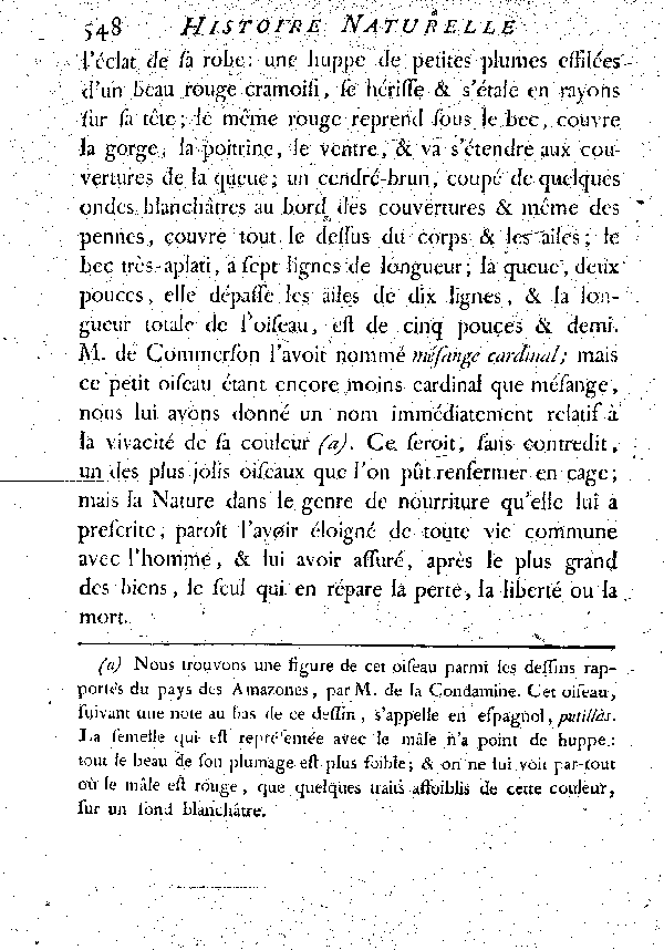 Le Rubin ou Gobe-mouche huppé de la rivière des Amazones.