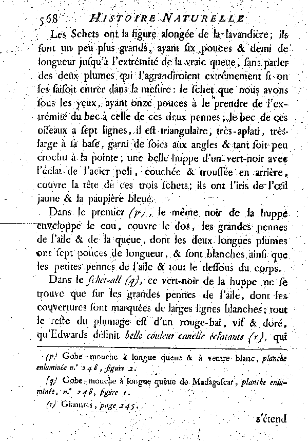 Le Schet de Madagascar.