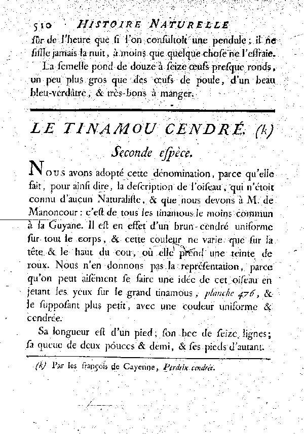 Le Tinamou cendré.