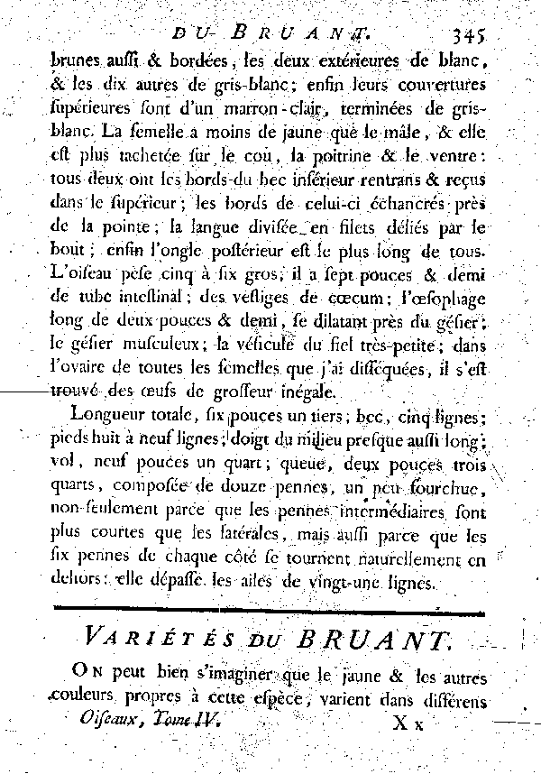 Variétés du Bruant.