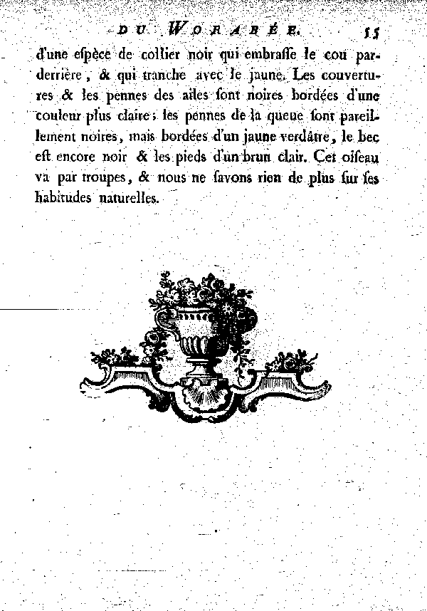Le Worabée.