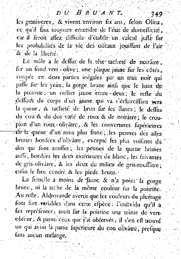 Le Zigi ou Bruant de haie.