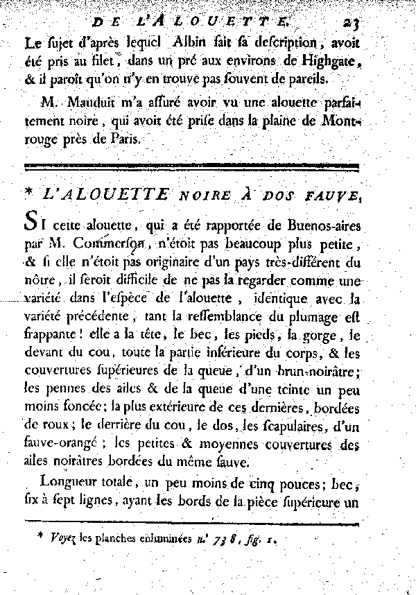 L'Alouette noire à dos fauve