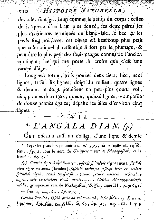 VII. L'Angala Dian.