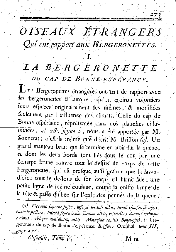 I. La Bergeronette du cap de Bonne-espérance.