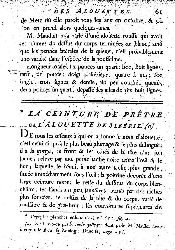 La Ceinture de prêtre ou l'Alouette de Sibérie.