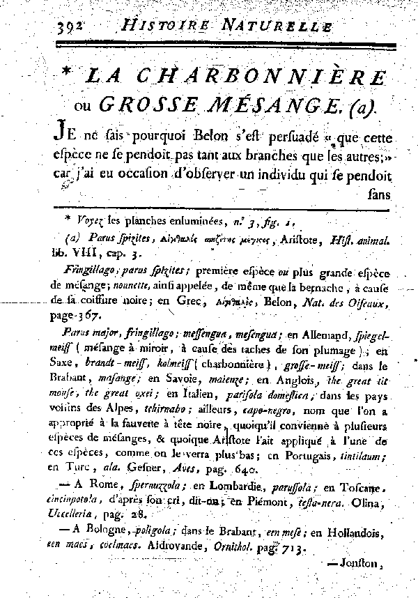 La Charbonnière ou grosse Mésange