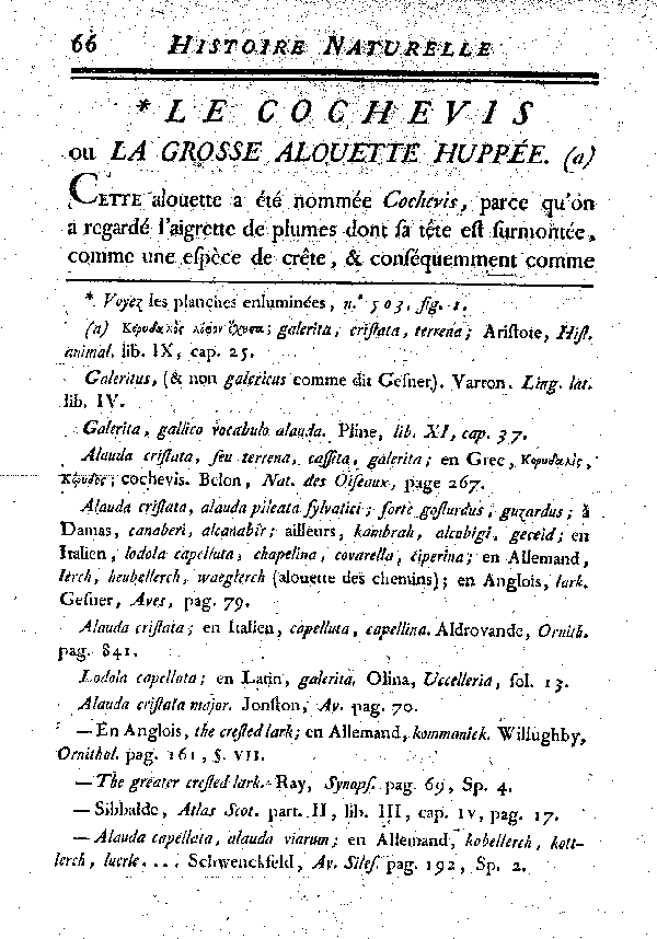 Le Cochevis ou la grosse Alouete huppée