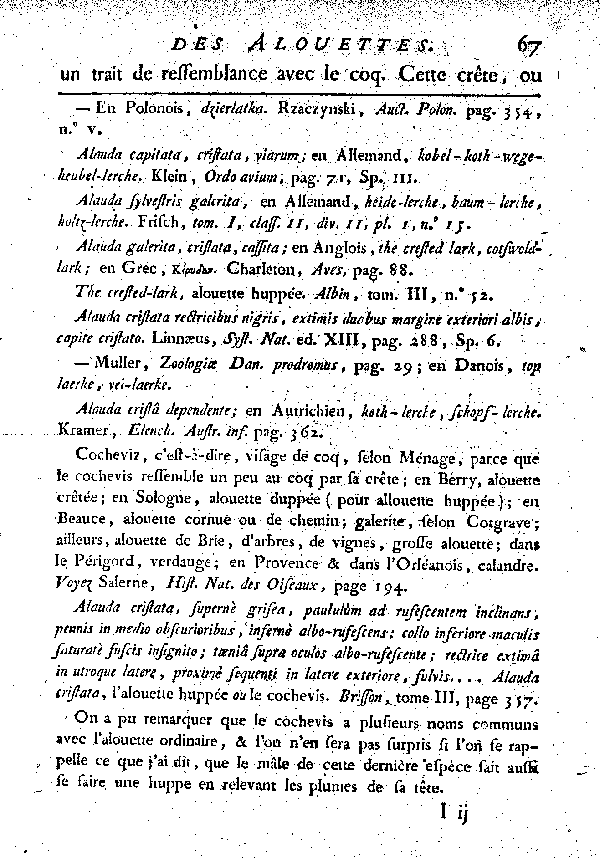 Le Cochevis ou la grosse Alouete huppée