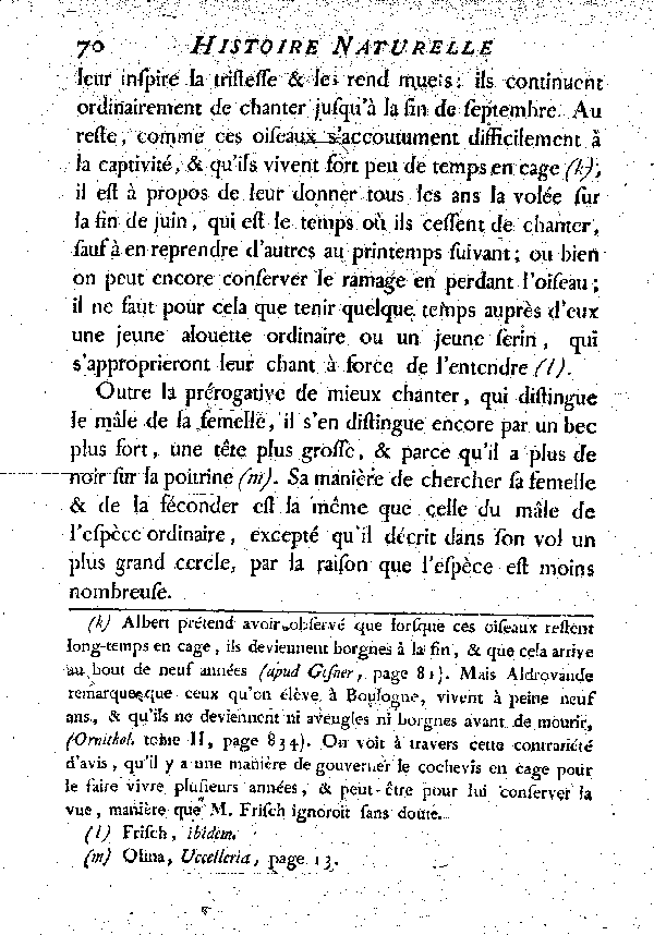 Le Cochevis ou la grosse Alouete huppée