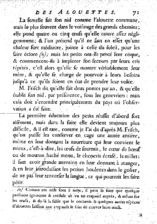 Le Cochevis ou la grosse Alouete huppée