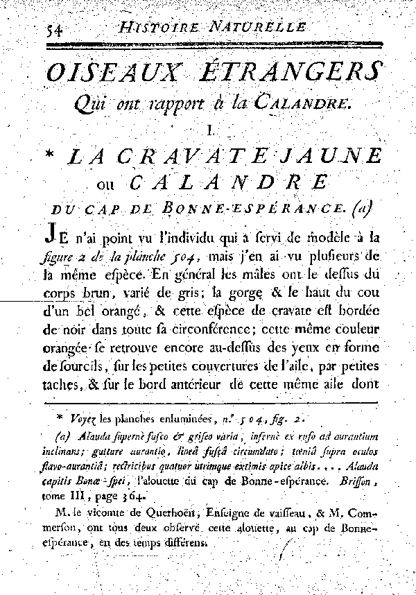 I. La Cravate janune ou Calandre du cap de Bonne-espérance