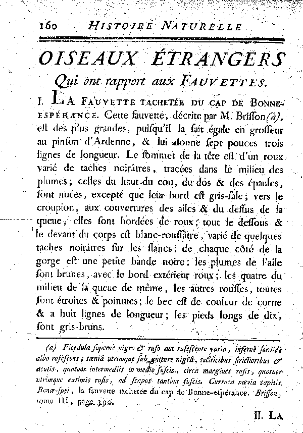 I. La Fauvette tachetée du cap de Bonne-espérance.