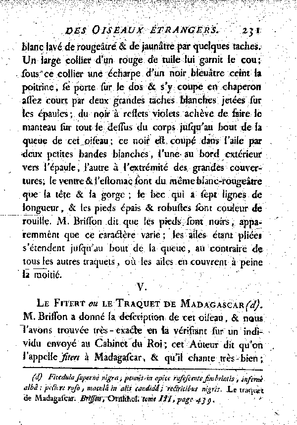 V. Le Fibert ou le Traquet de Madagascar.