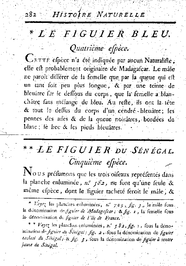 Le Figuer du Sénégal.