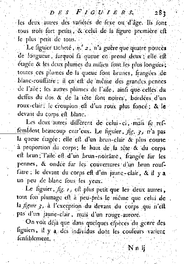 Le Figuer du Sénégal.