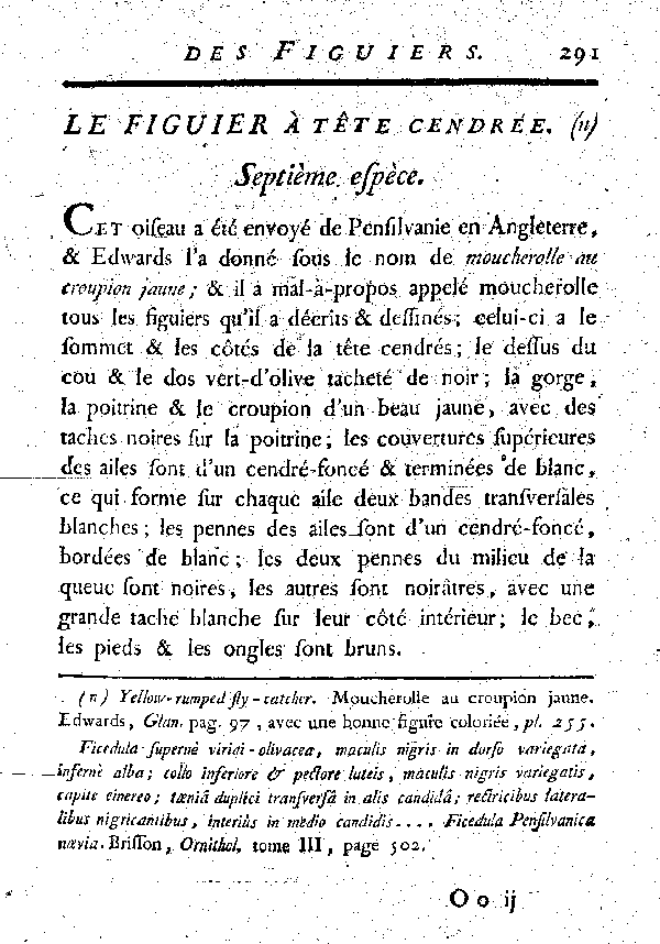 Le Figuier à tête cendrée.