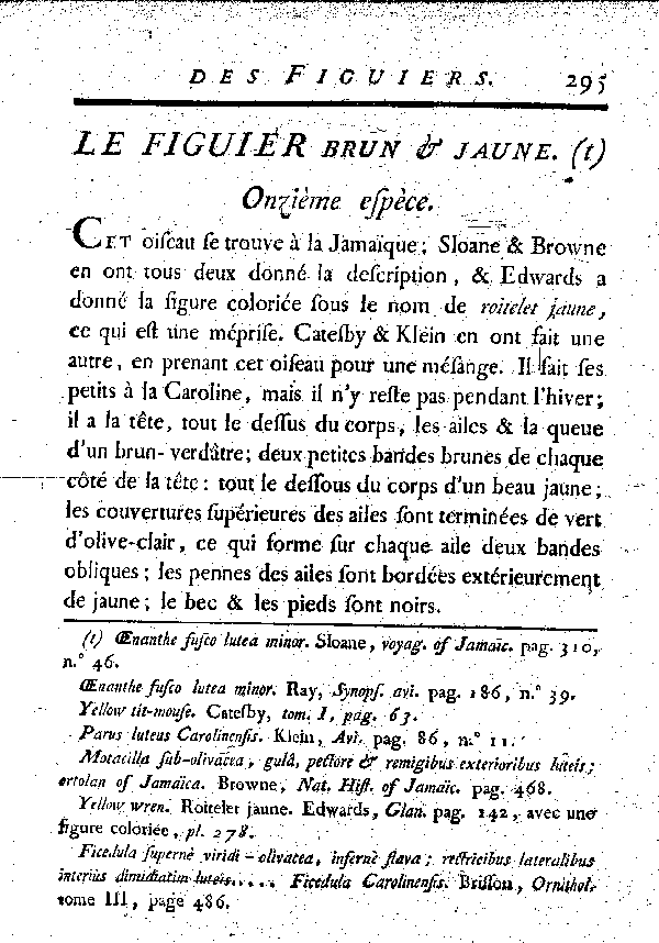 Le Figuier brun et jaune. Onzième esèce.