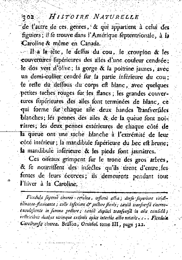 Le Figuier cendré à collier.