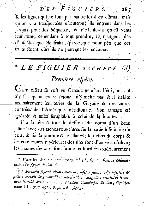 Le Figuier tacheté.