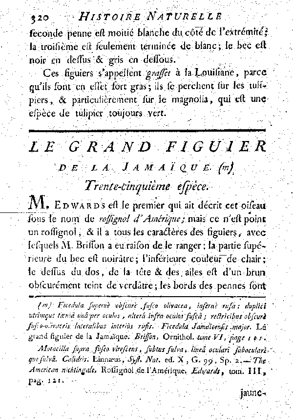 Le grand Figuier de la Jamaïque.