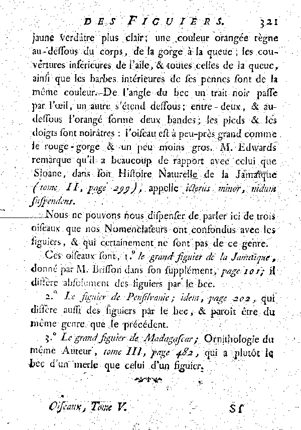 Le grand Figuier de la Jamaïque.