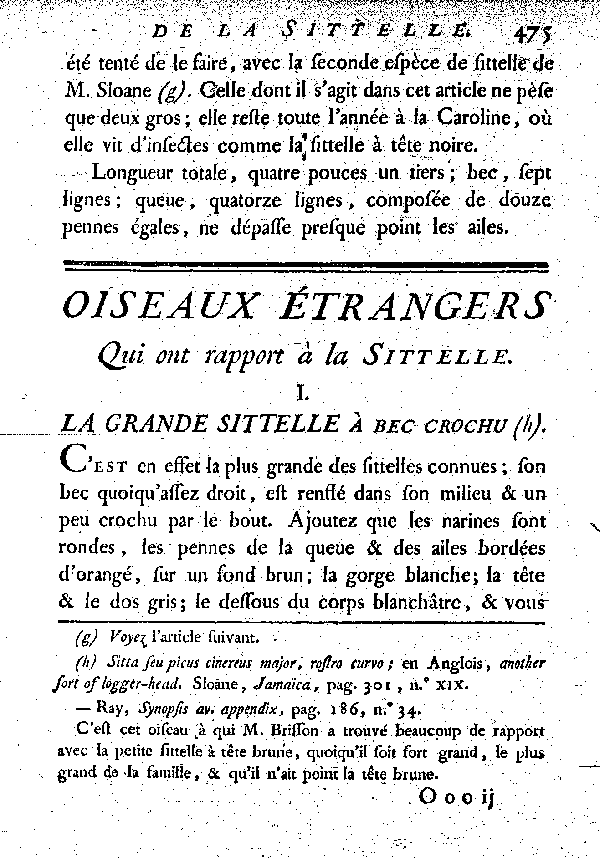 I. La grande Sittelle à avec crochu