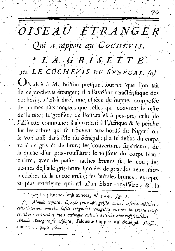 La Grisette ou le Cochevis du Sénégal