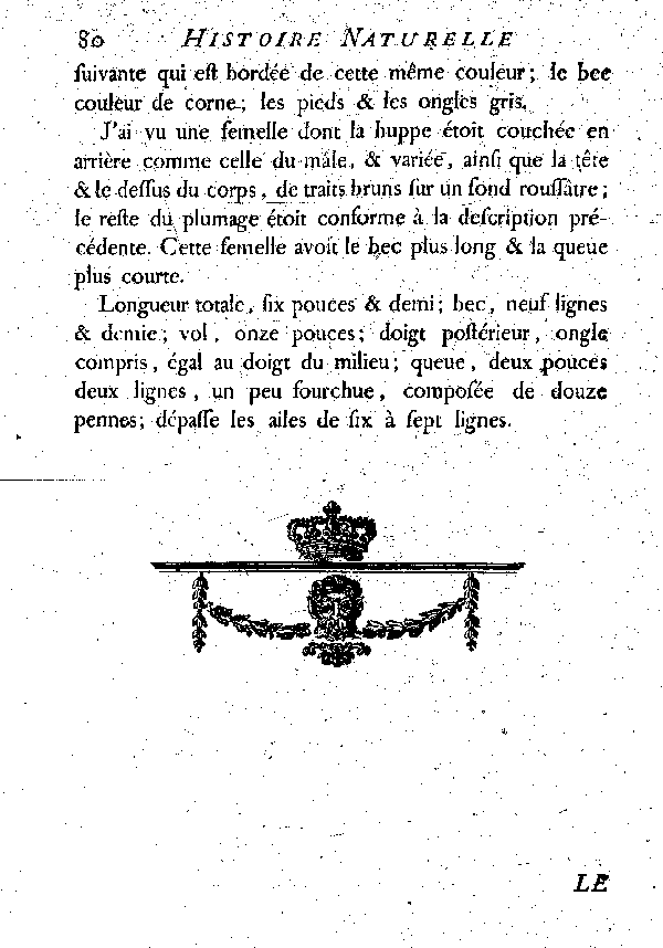 La Grisette ou le Cochevis du Sénégal