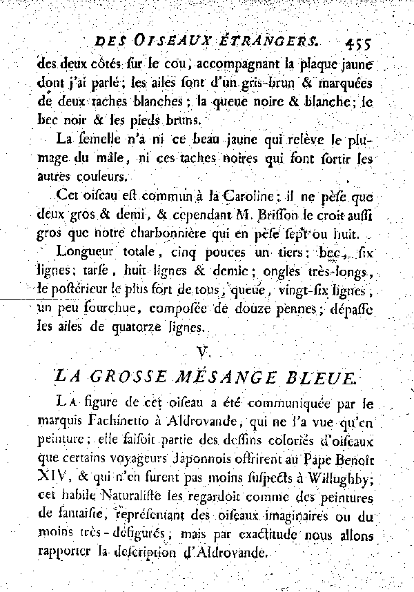 V. La grosse Mésange bleue