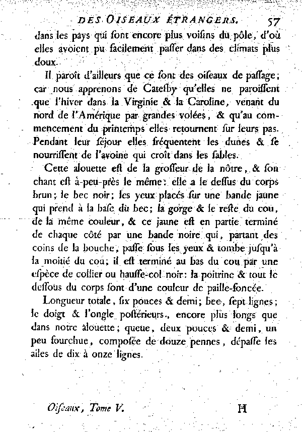 II. Le Hausse-col noir ou l'Alouette de Virginie.