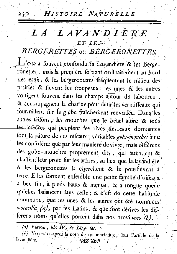 LA LAVANDIèRE et les Bergerettes ou Bergeronettes.