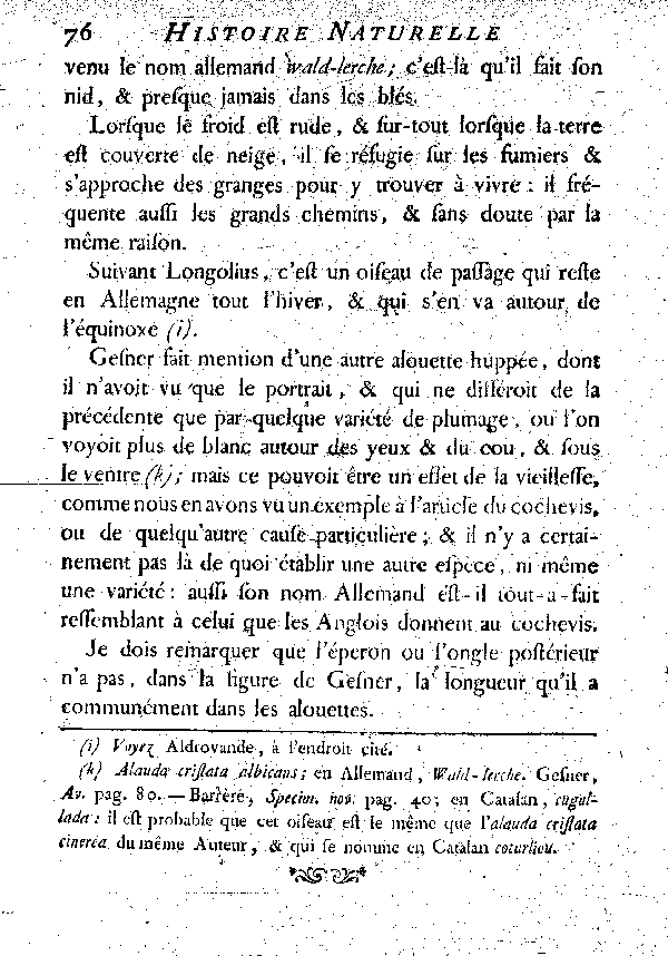 Le Lulu ou petite Alouette huppée