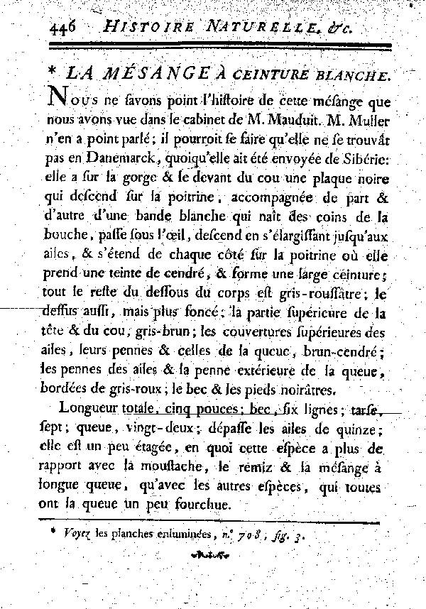 La Mésange à ceinture blanche