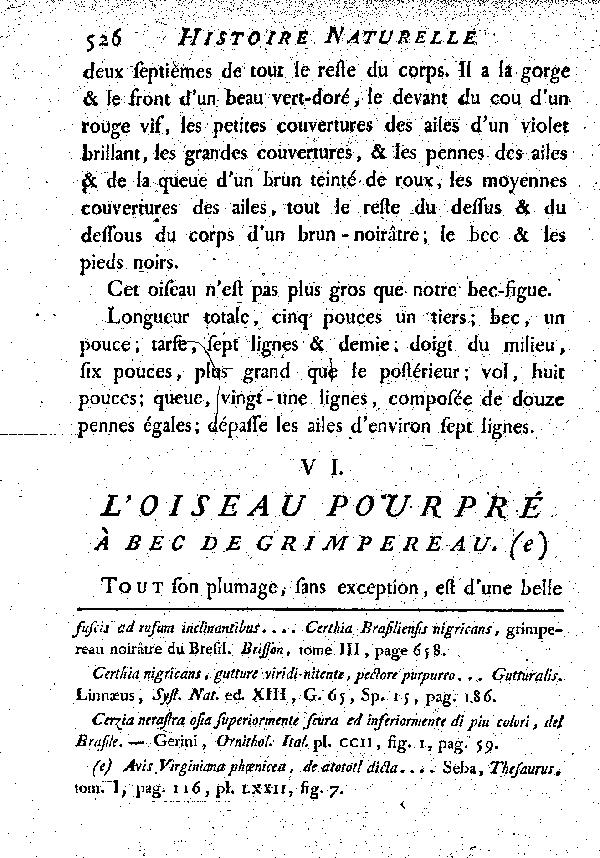 VI. L'Oiseau pourpré à bec de Grimpereau