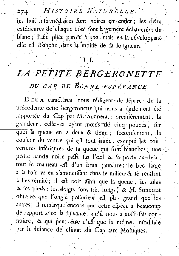 II. La petite Bergeronette du cap de Bonne-espérance.