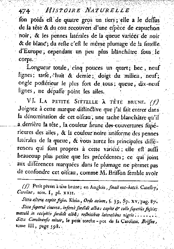 VI. La petite Sittelle à tête brune