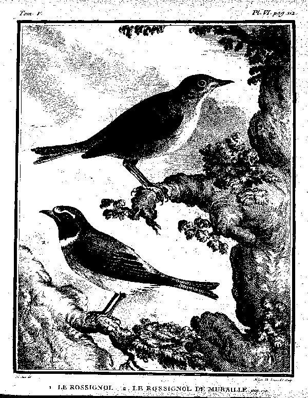LE ROSSIGNOL