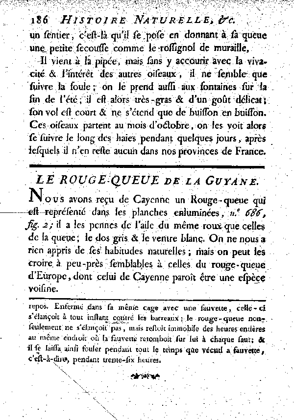 Le Rouge-queue de la Guyane.