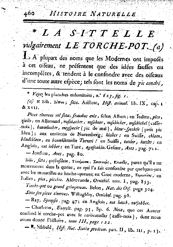 LA SITTELLE, vulgairement le Torche-pot