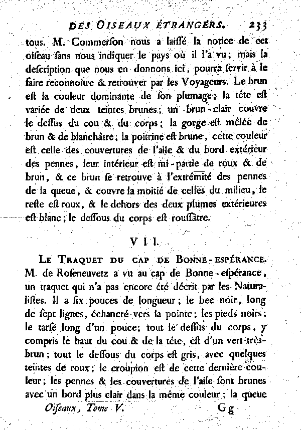 VII. Traquet du cap de Bonne-espérance