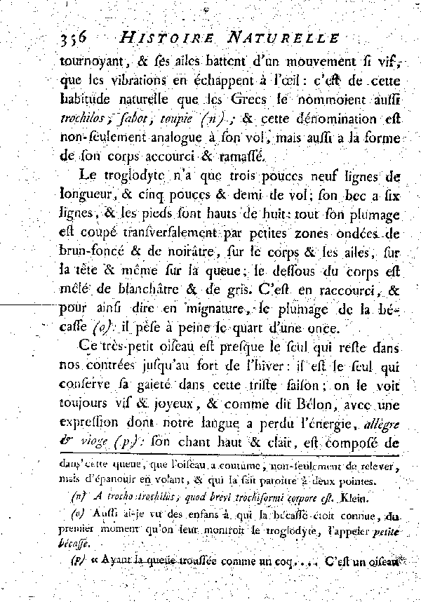 LE TROGLODYTE vulgairement et improprement le Roitelet.