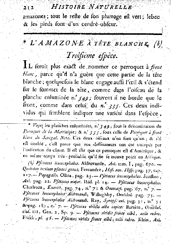 L'Amazone à tête blanche.