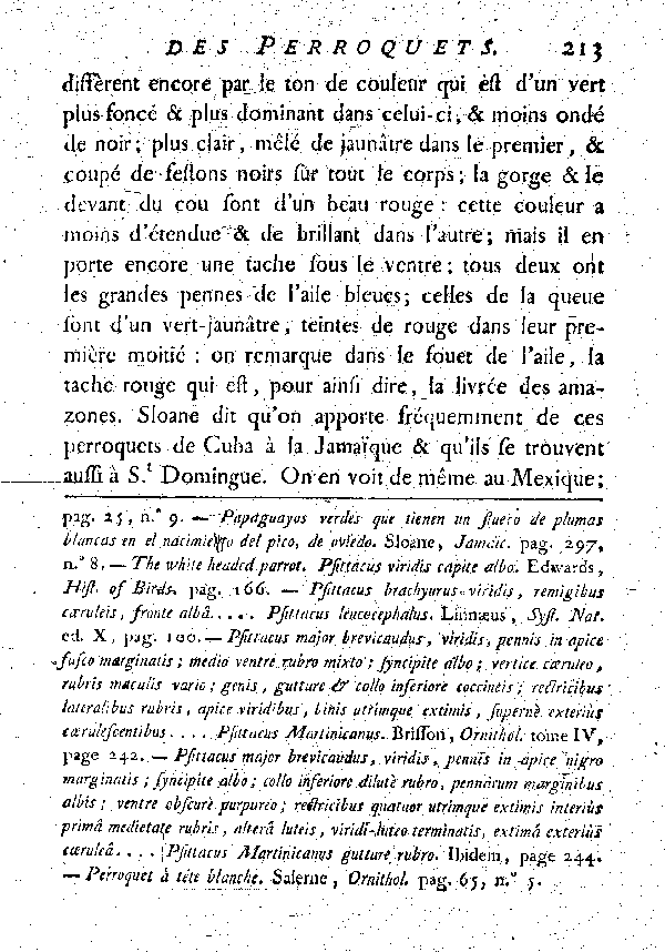 L'Amazone à tête blanche.