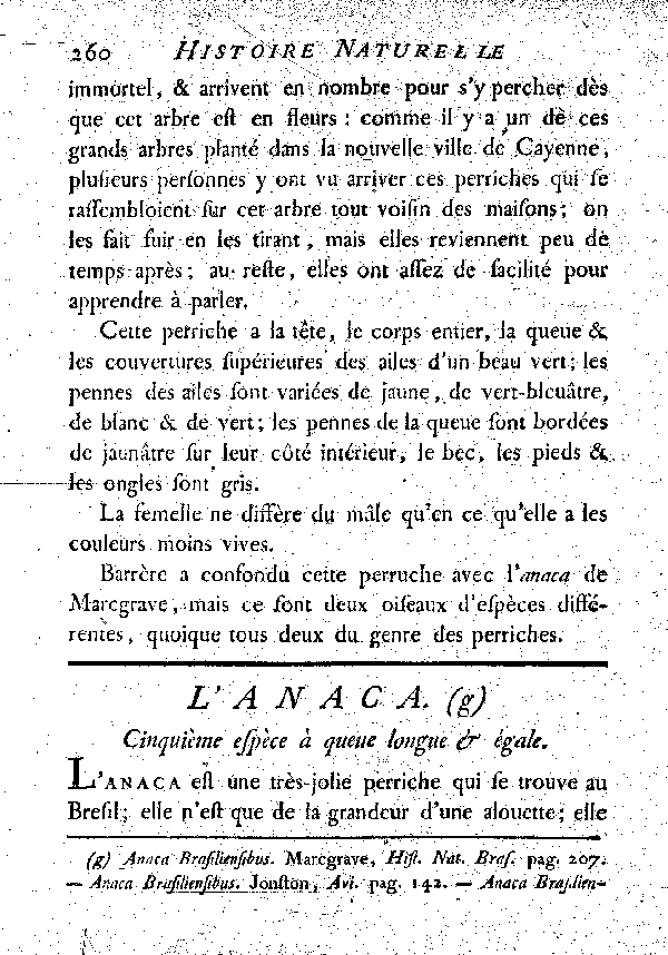 L'Anaca. , à queue longue et égale.