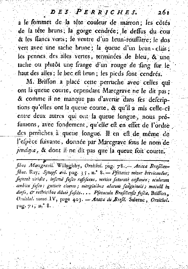 L'Anaca. , à queue longue et égale.