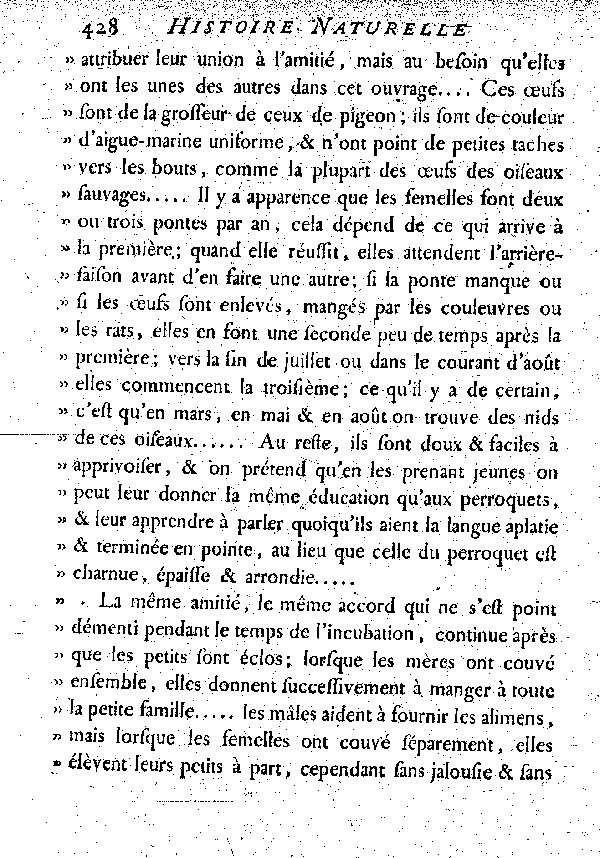 L'Ani des Palétuviers.