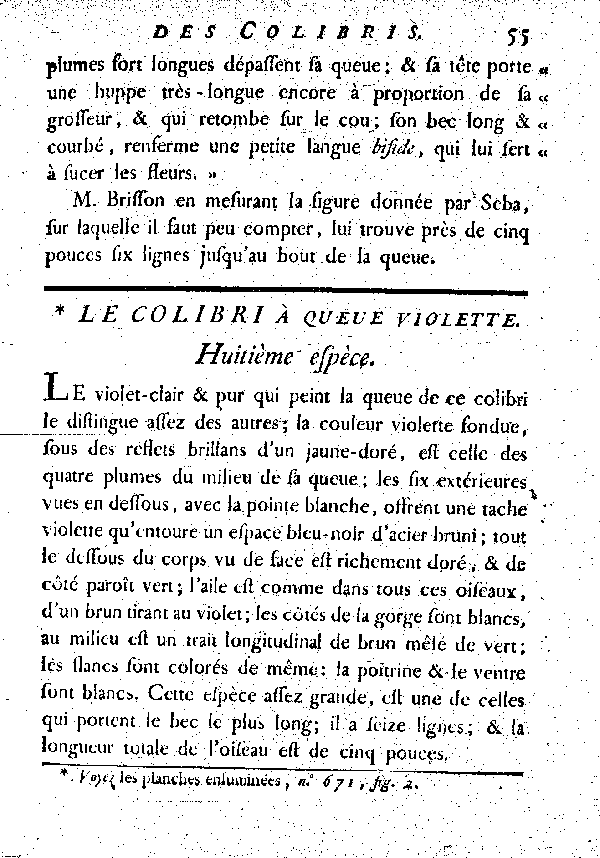 Le Colibri à queue violette.